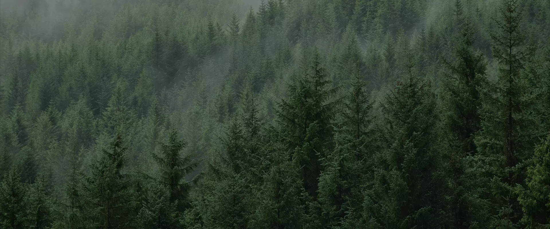 Environmental Sustainability